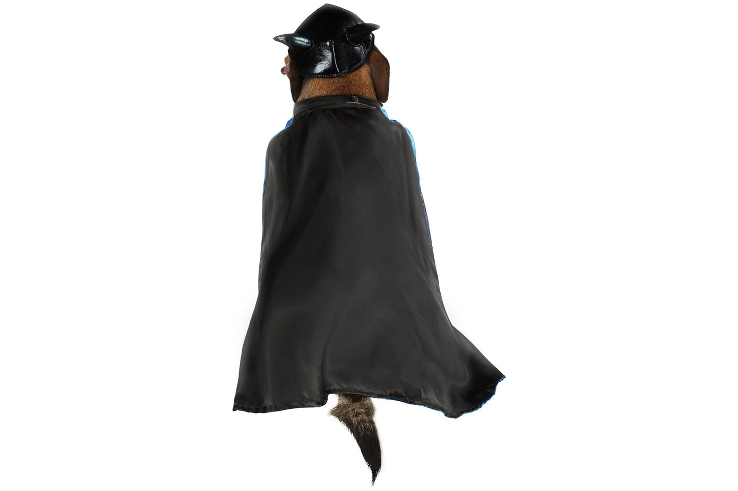 Dog Halloween Costumes | Batman