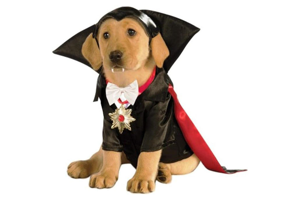 Dog Halloween Costumes | Dracula
