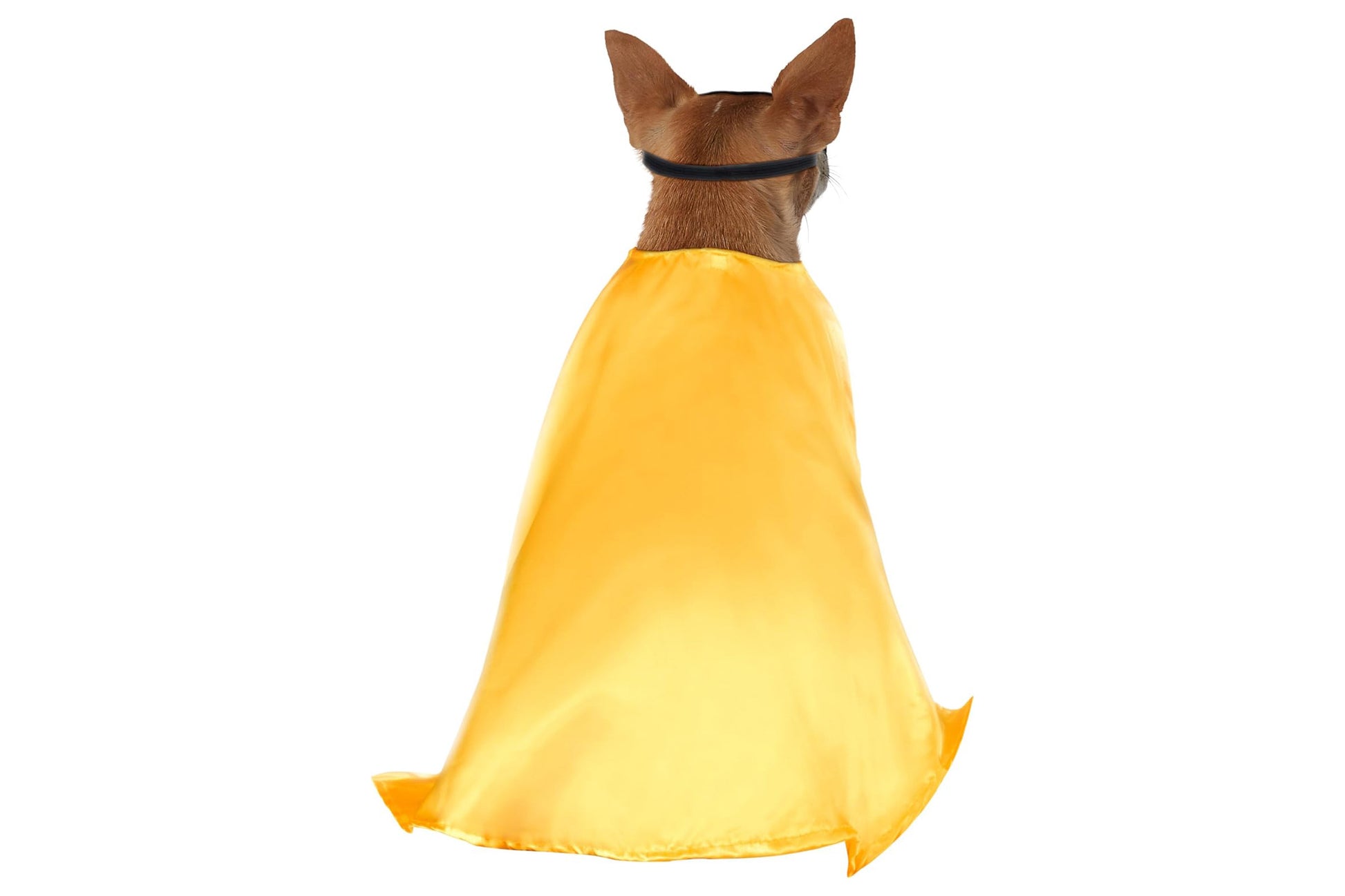 dog dress halloween Scooby-Doo Pet Costume Halloween Dog Dress - Etsy