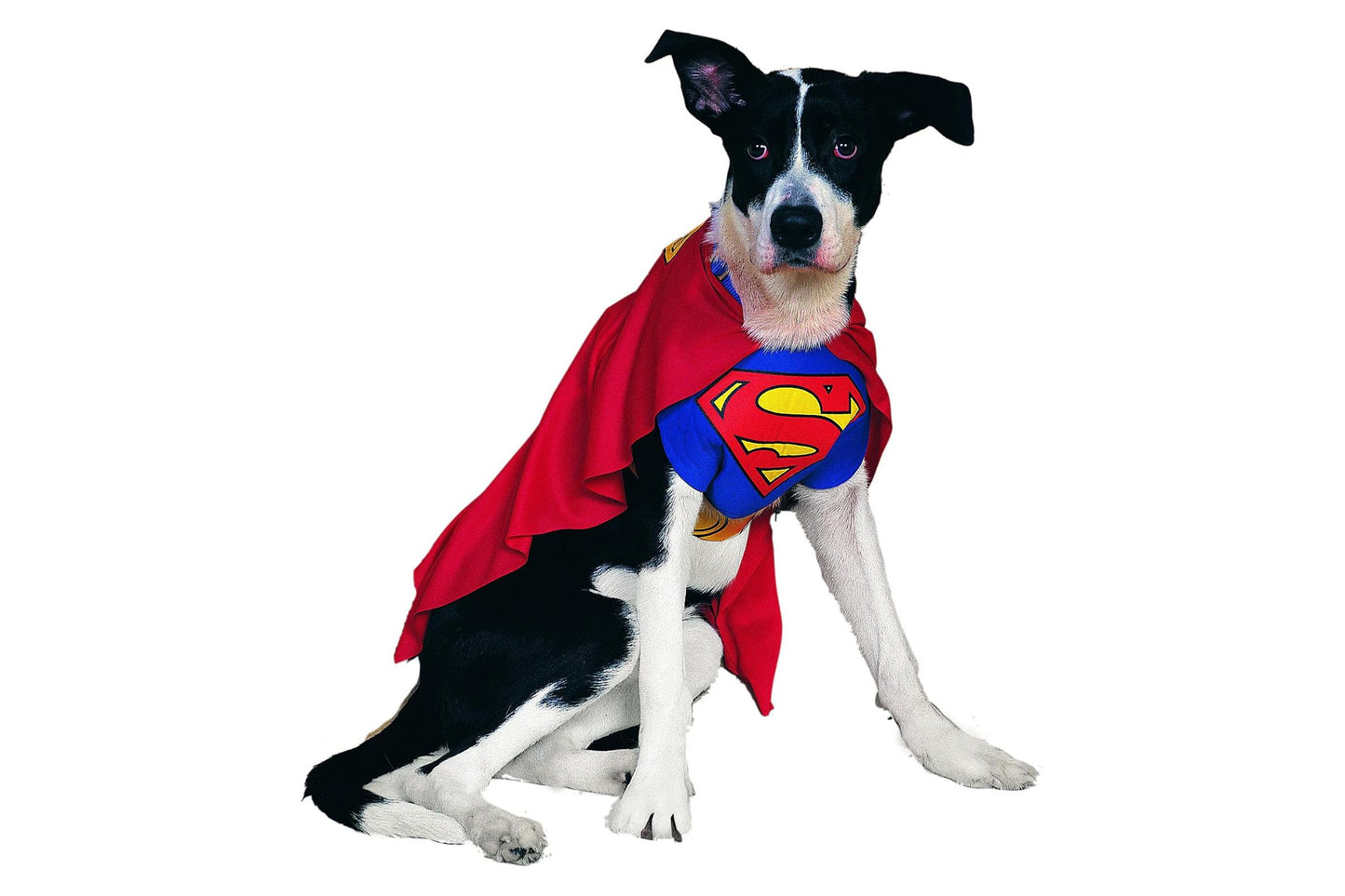Dog Halloween Costumes | Superman Classic