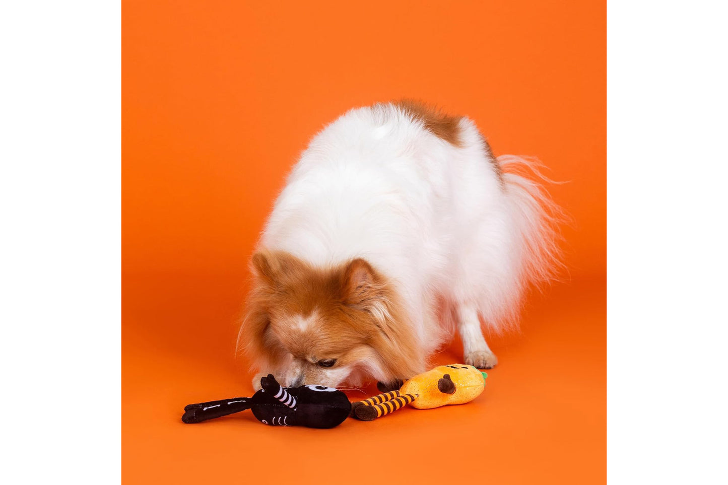 Halloween - Oh My Gourd - Pumpkin & Skeleton - Dog Toy