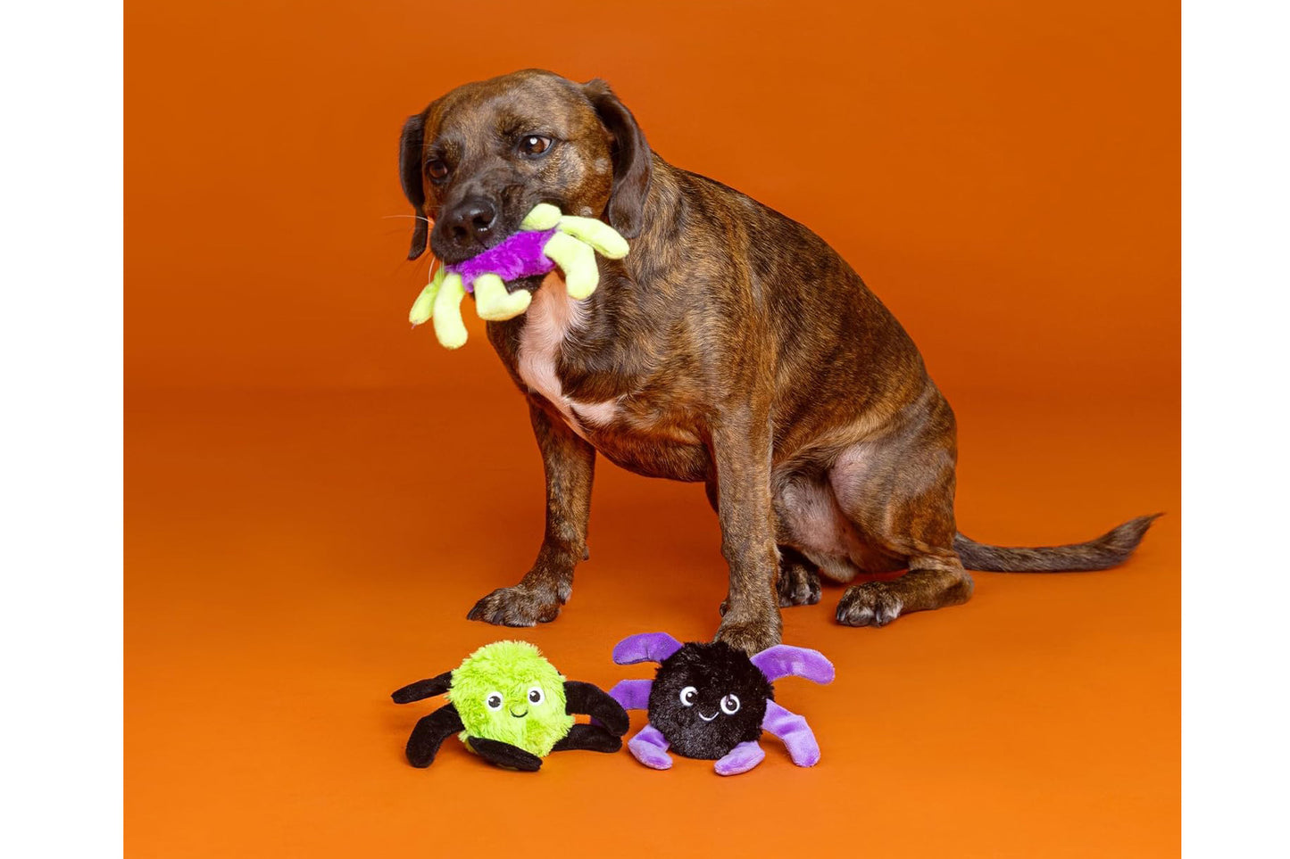 Halloween - Webbed In Mischief - Dog Toy