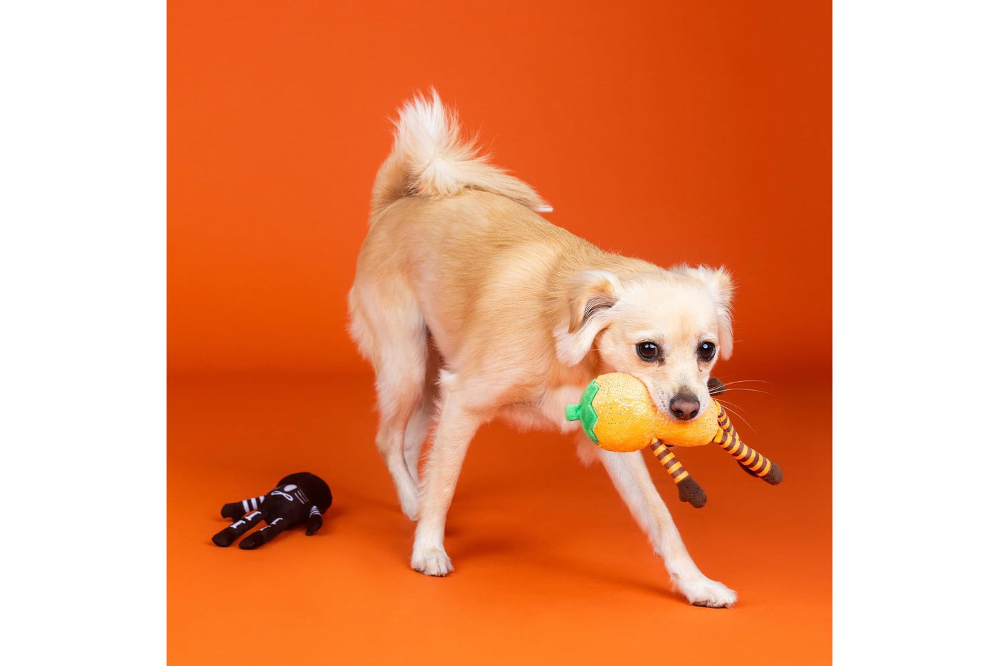 Halloween - Oh My Gourd - Pumpkin & Skeleton - Dog Toy