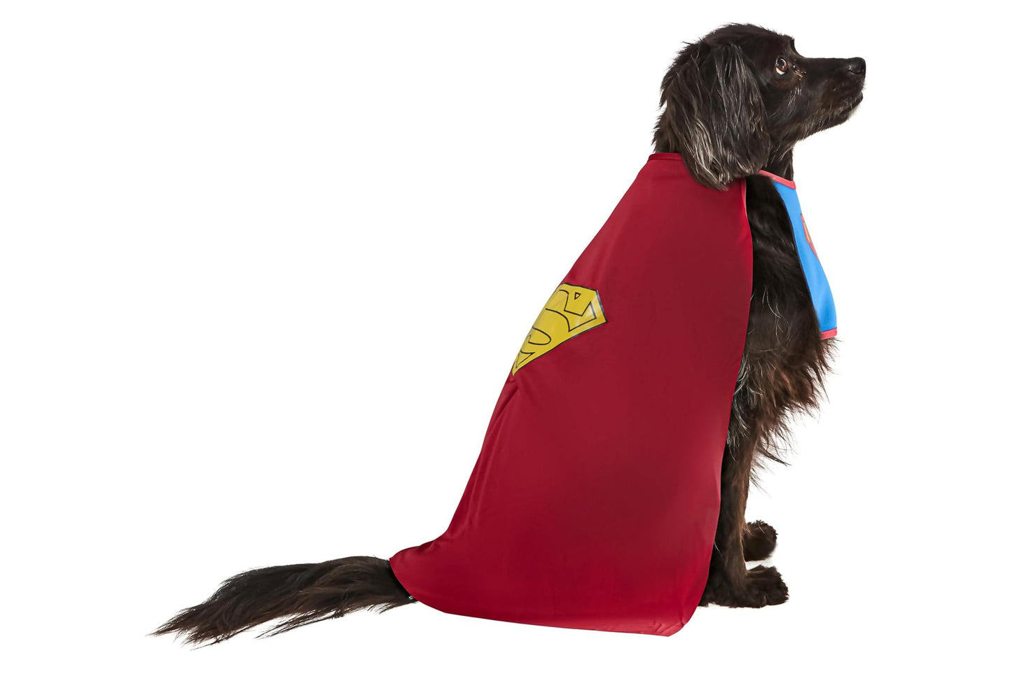 Dog Halloween Costumes | Superman Classic