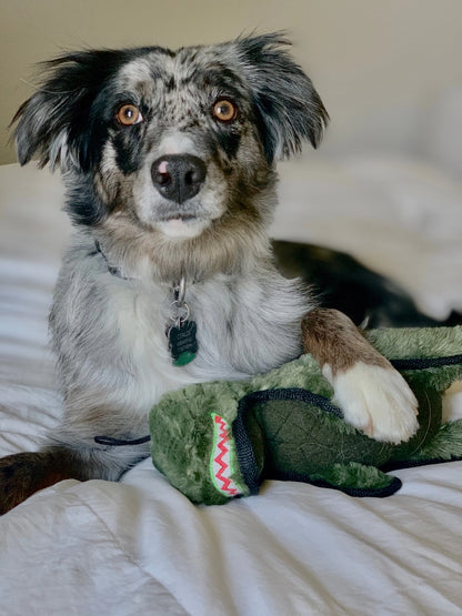 NEW - Dog Toy - Ruffian Dino T-Rex