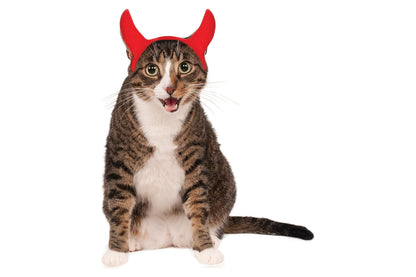 Dog Halloween Costumes | Devil Horns