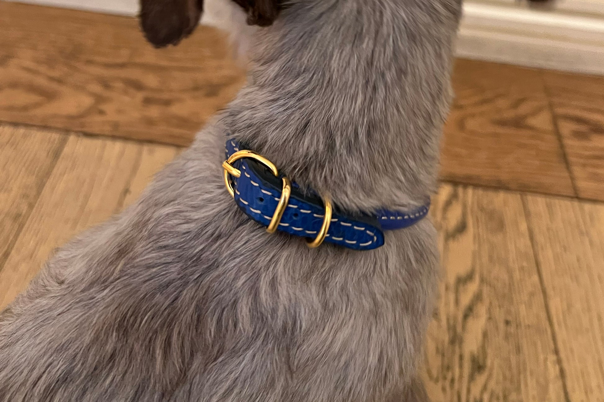 Dog wearing a blue collar with gold buckle on a wooden floor