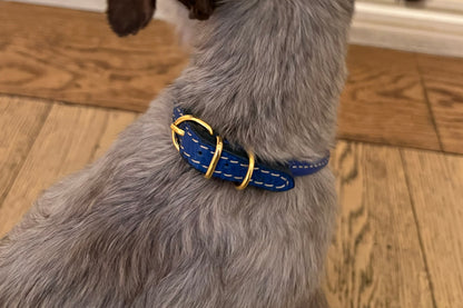 Dog wearing a blue collar with gold buckle on a wooden floor