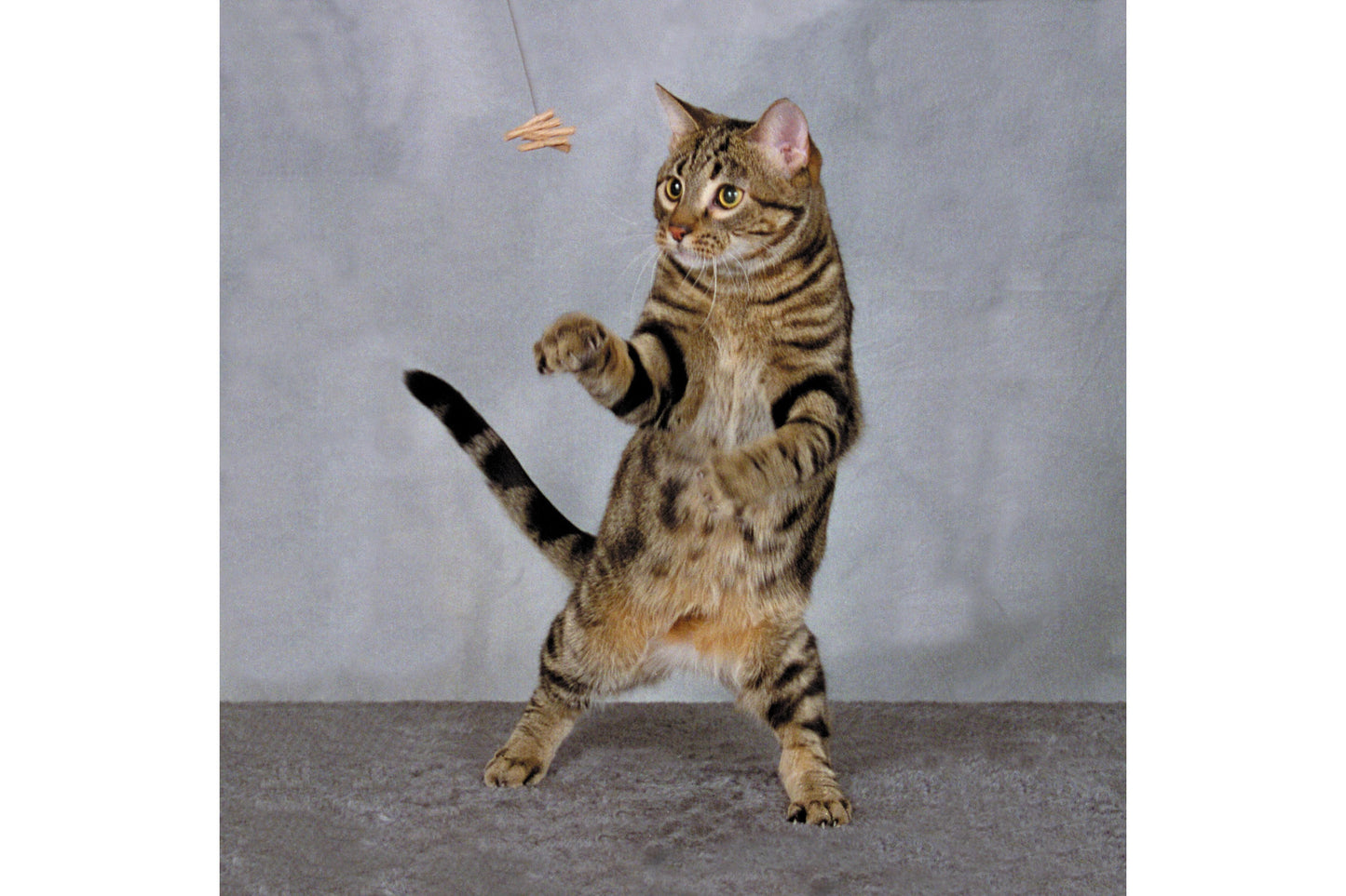 Cat Toy - Cat Dancer