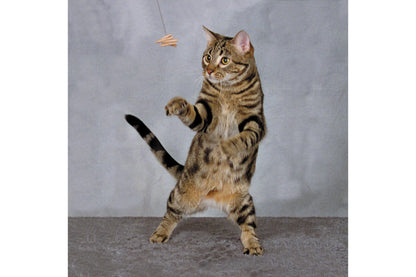 Cat Toy - Cat Dancer