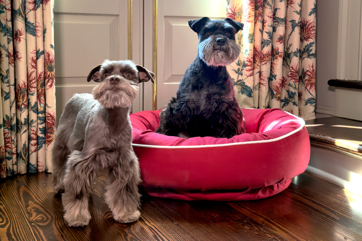 Two dogs, one standing and one sitting on a red dog bed, in a room with floral curtains.