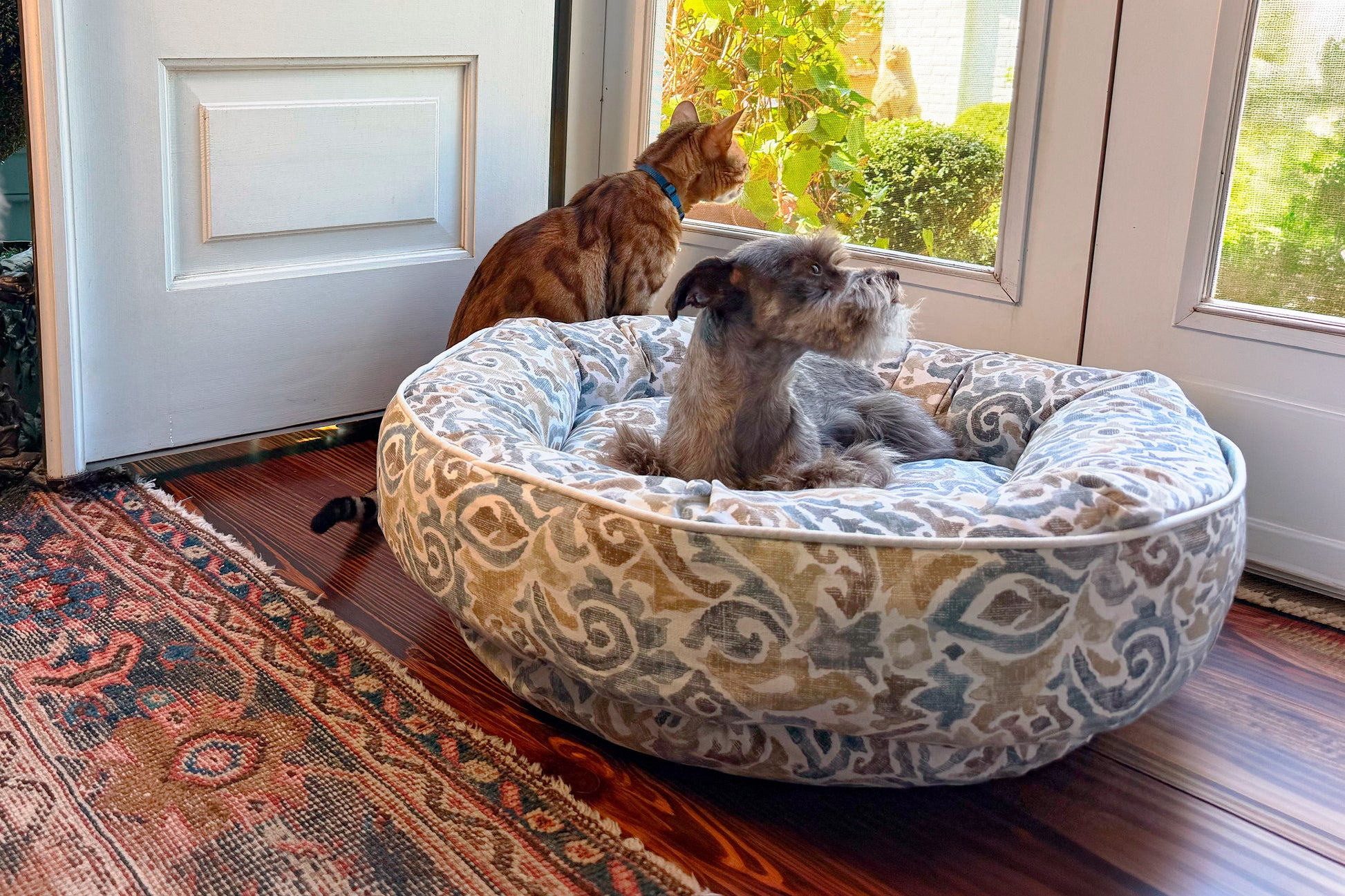 Dog in a patterned dog bed