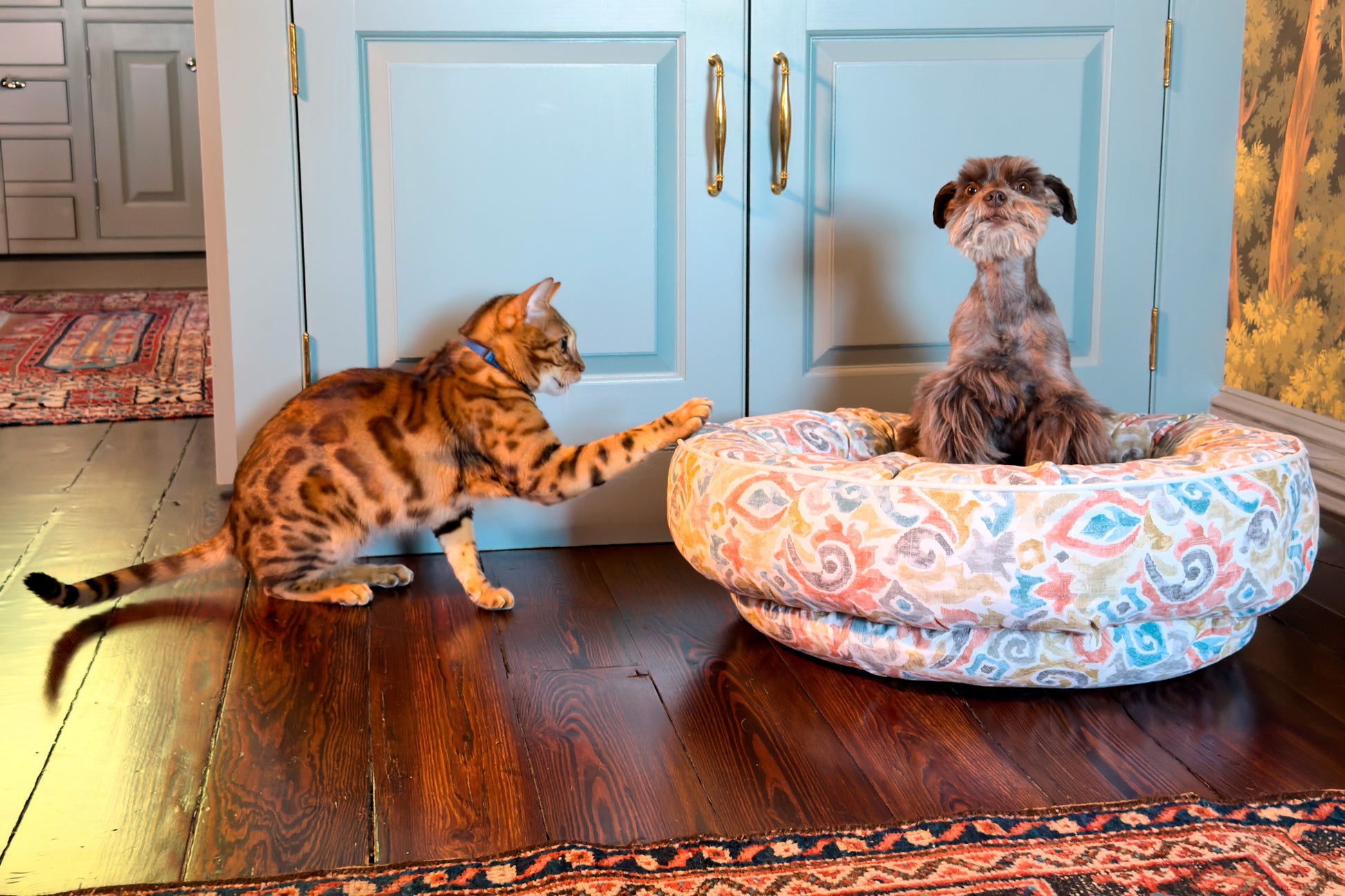 Cat and dog interacting in a kitchen with a colorful dog bed.