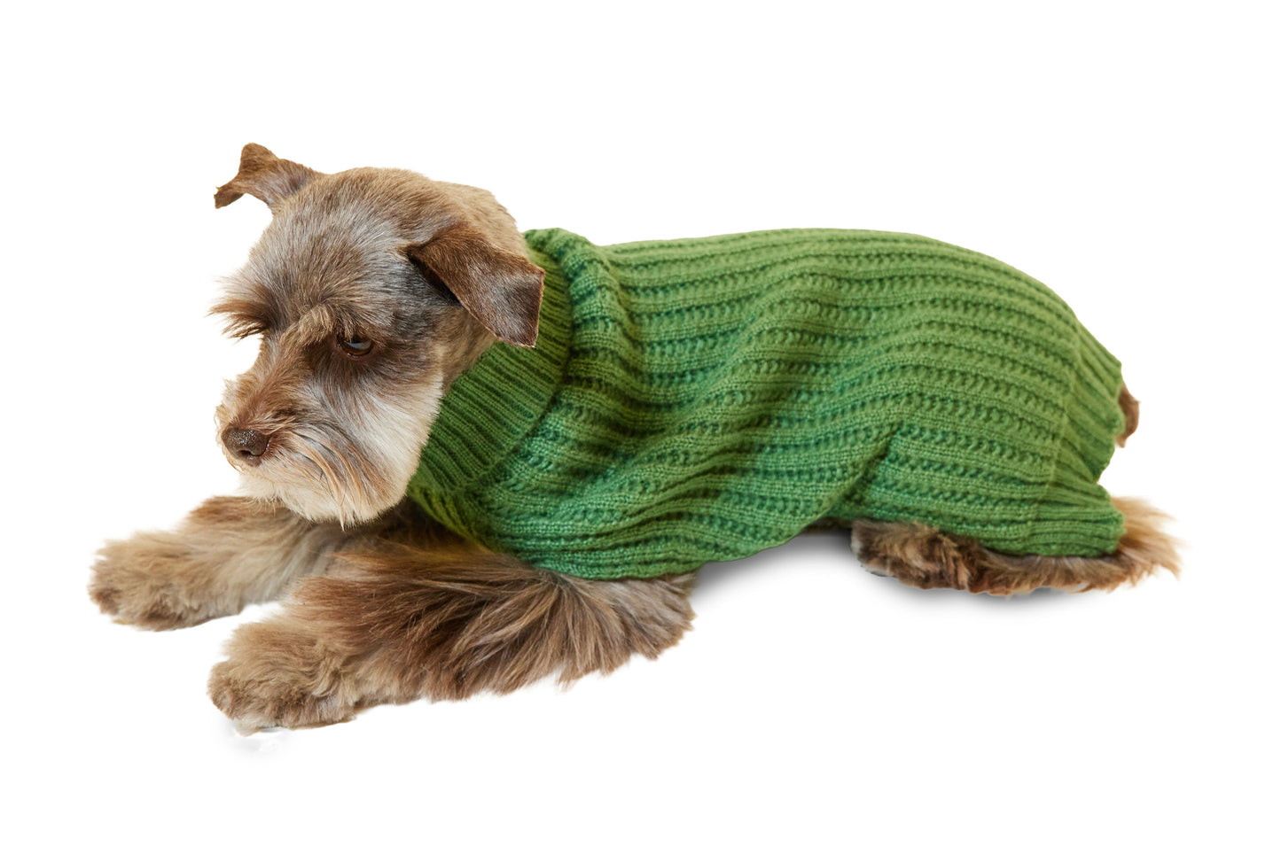 Miniature Schnauzer wearing a knitted sweater in green