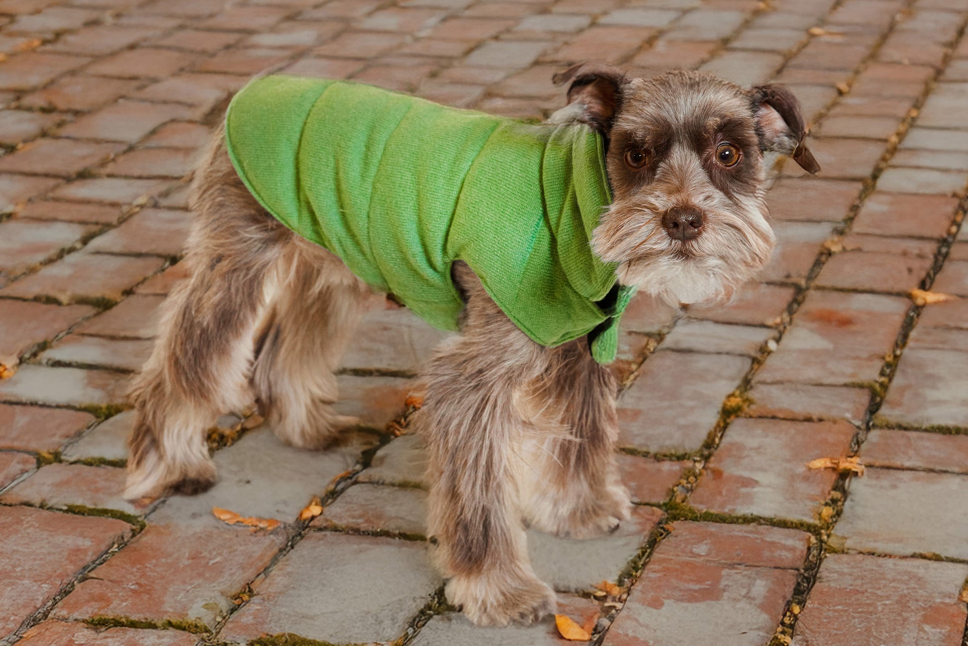 Miniature Schnauzer wearing a green cashmere down puffer coat