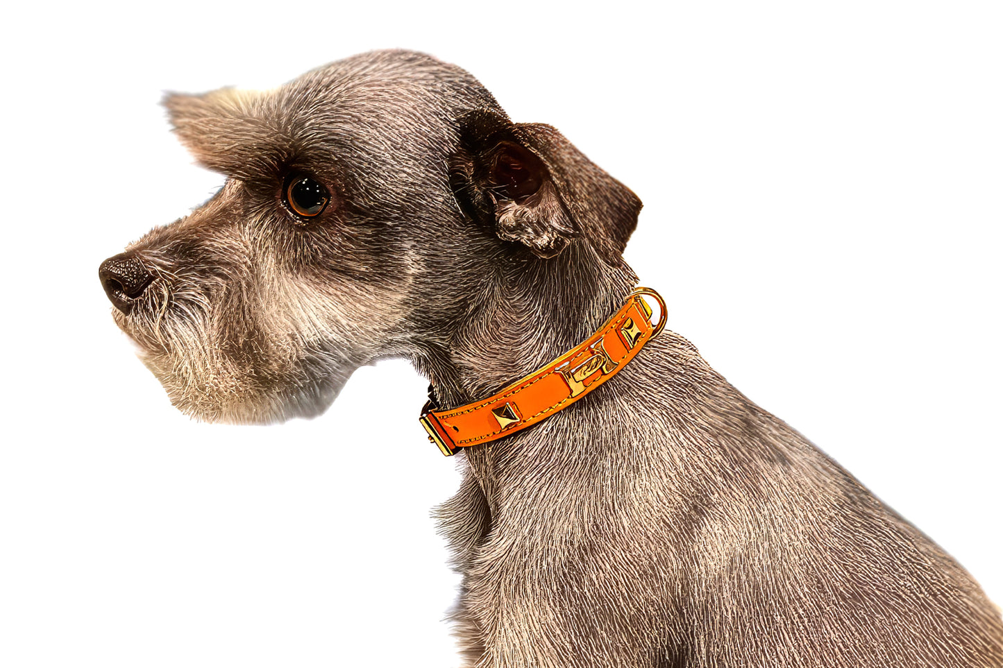 Dog wearing an orange leather collar on a white background