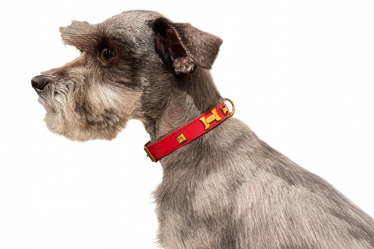 Dog wearing a red leather collar with gold accents on a white background