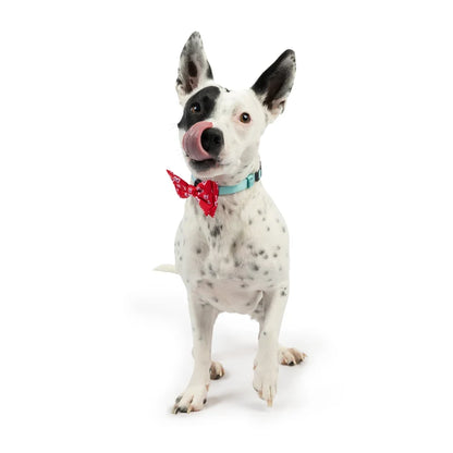 King & Queen of Hearts Bow Tie - Valentines