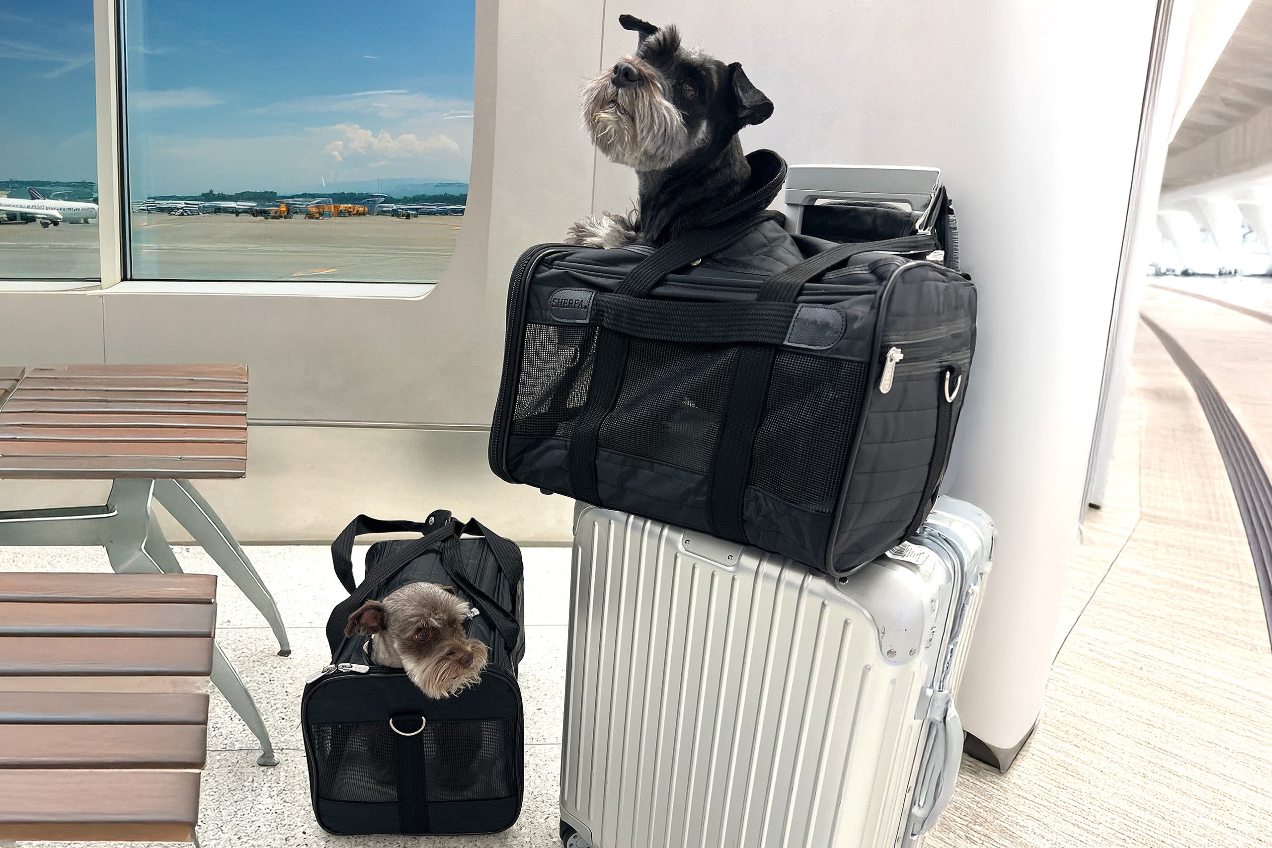 Charlie Ocean Boogie Sサイズ Travel Dog Carrier - Nylon Airline Bag, 3 Sizes | Canine Styles