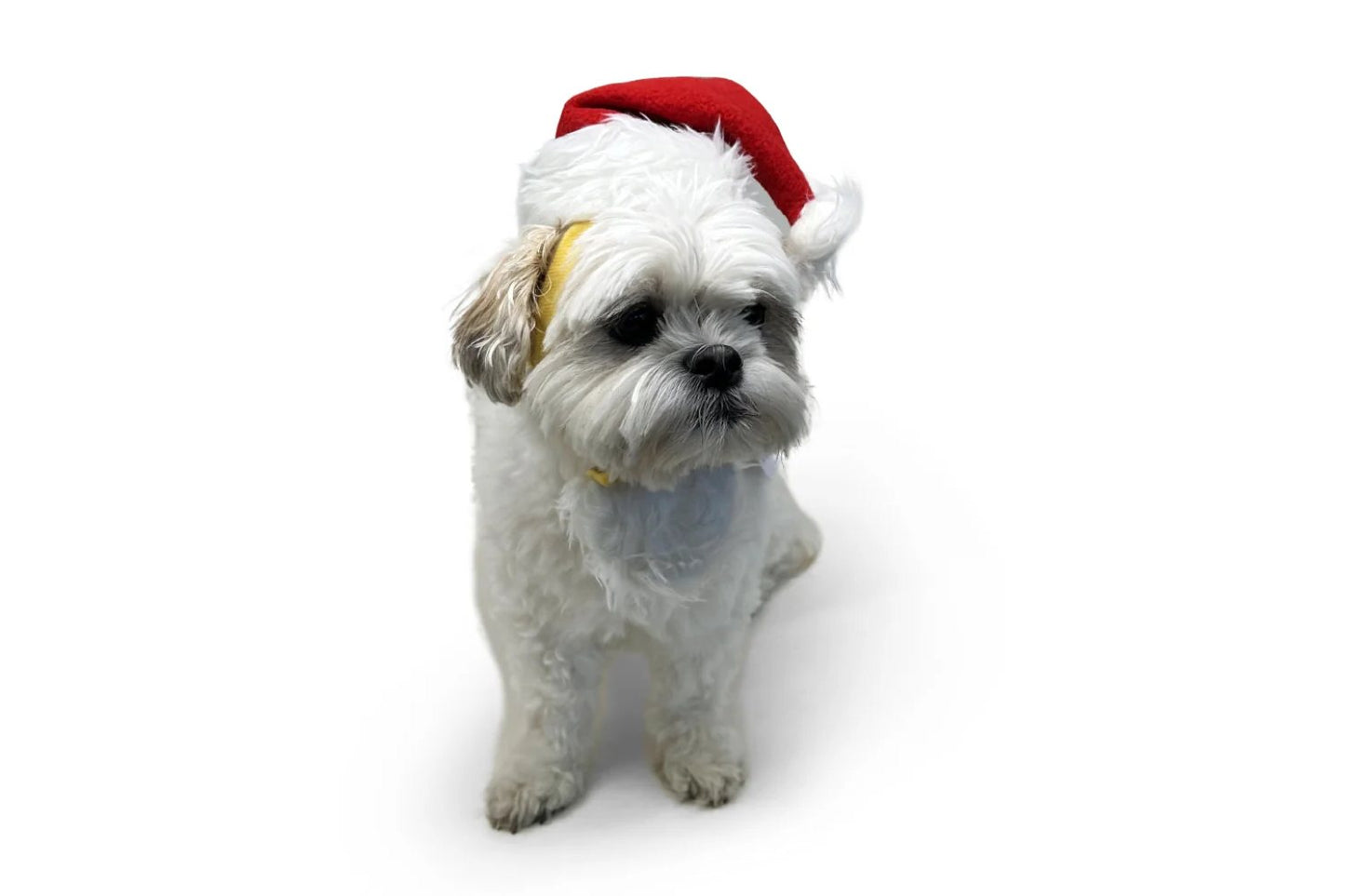 Christmas - Santa Hat