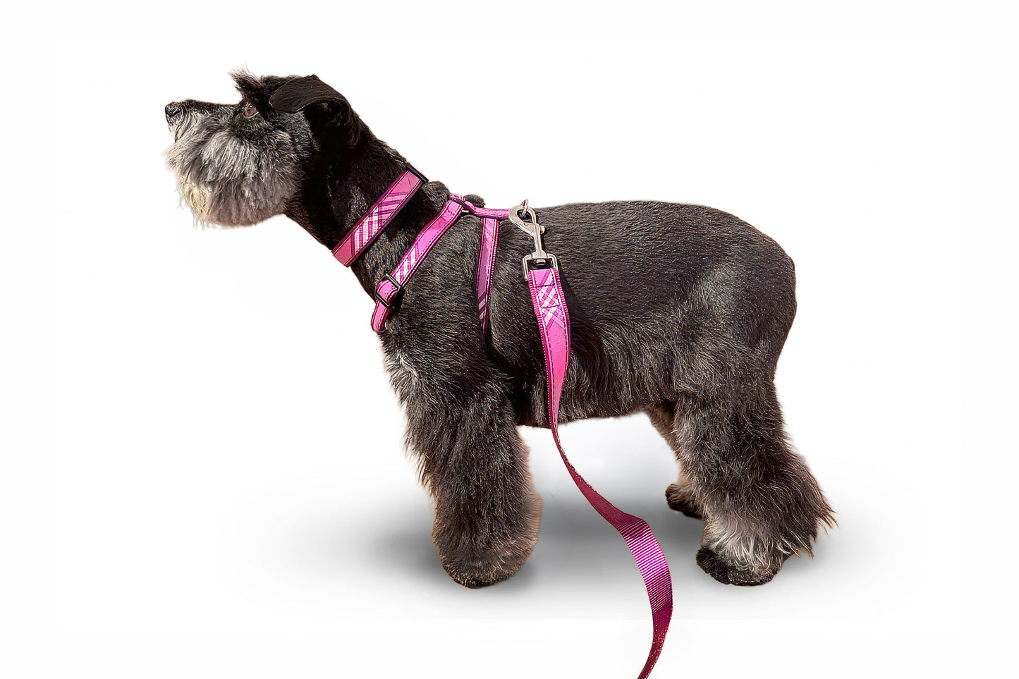 Signature Plaid Collection - Dog Collar, Harness, & Lead - Lavender Plaid
