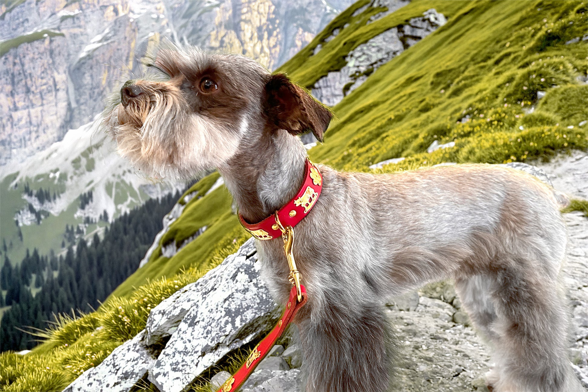 Dog wearing a red leather collar and leash