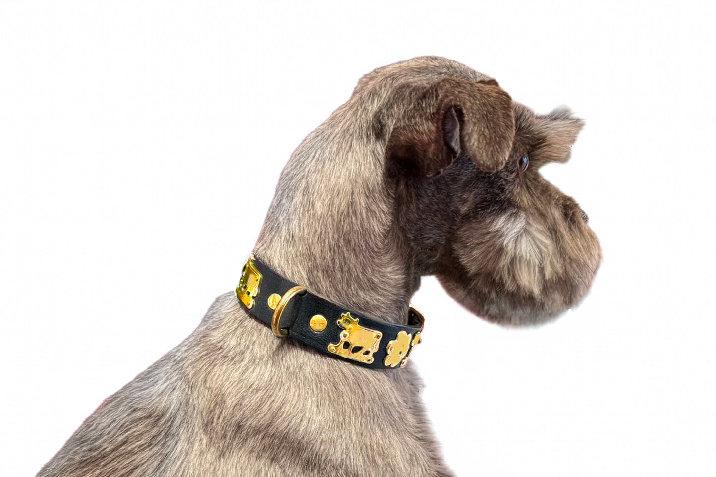 Dog wearing a black leather collar with gold accents on a white background