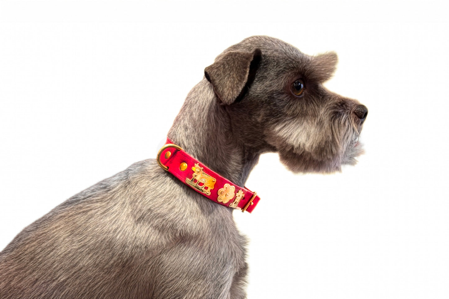 Dog wearing a red leather collar with gold patterns on a white background