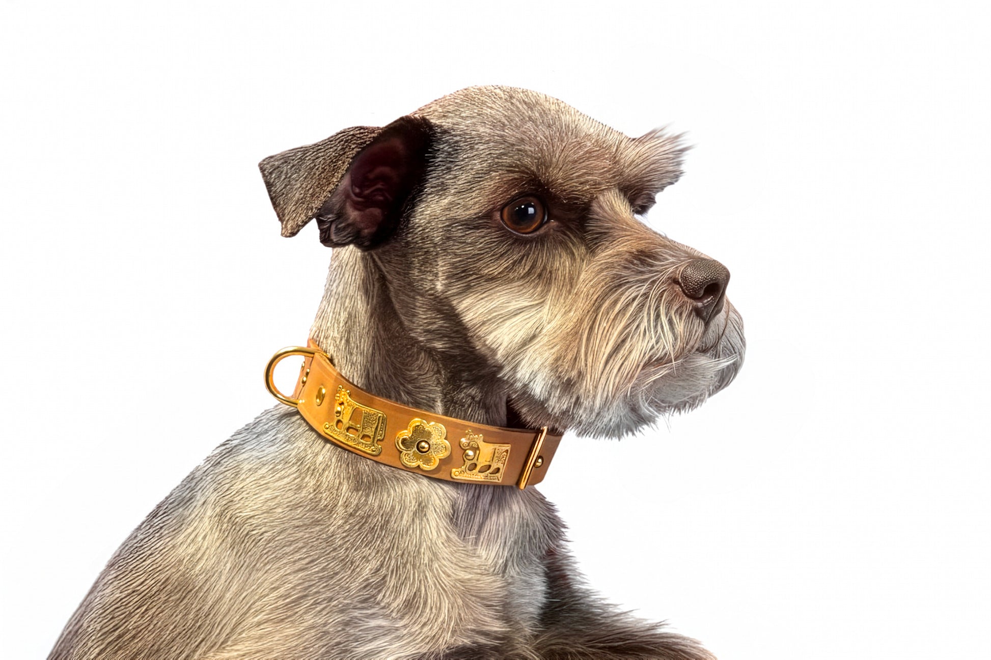 Dog wearing a tan leather collar with decorative patterns on a white background