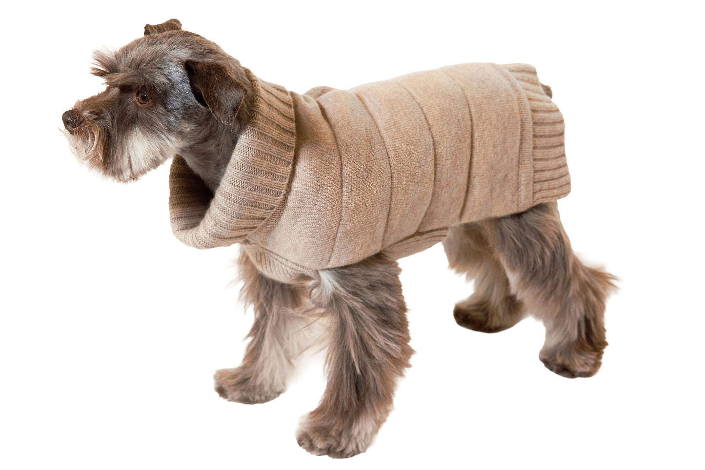 Miniature Schnauzer wearing a beige cashmere down puffer sweater