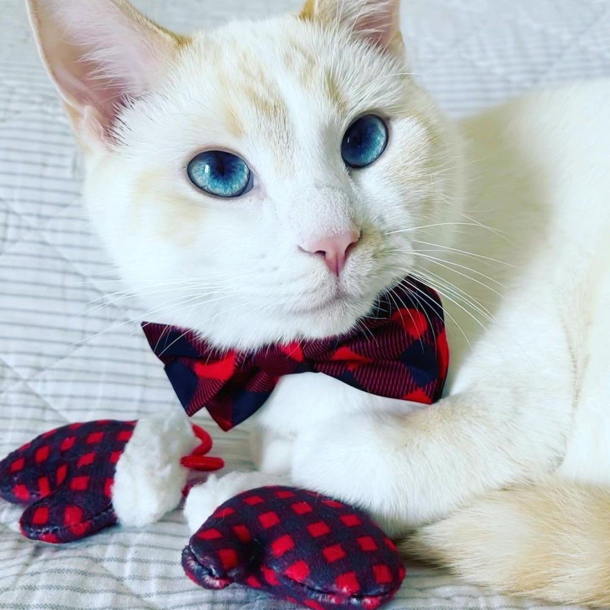 Feline - Cat Toy - Mittens For Kittens