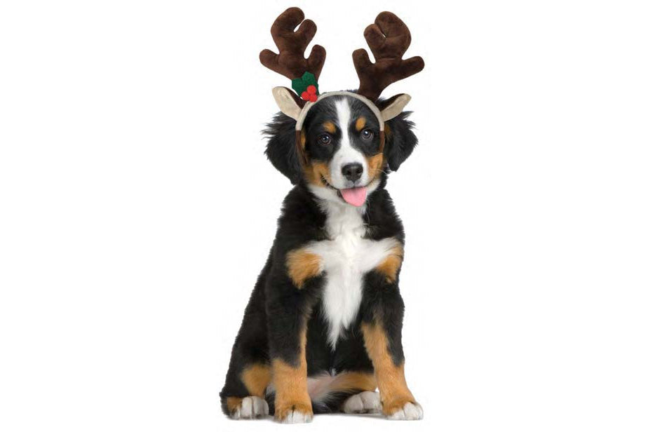 Christmas - Holiday Headbands - Holiday Dog Hat - 3 Styles