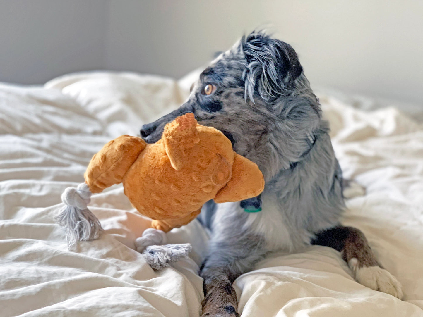 NEW - Thanksgiving - Turkey - Dog Toy