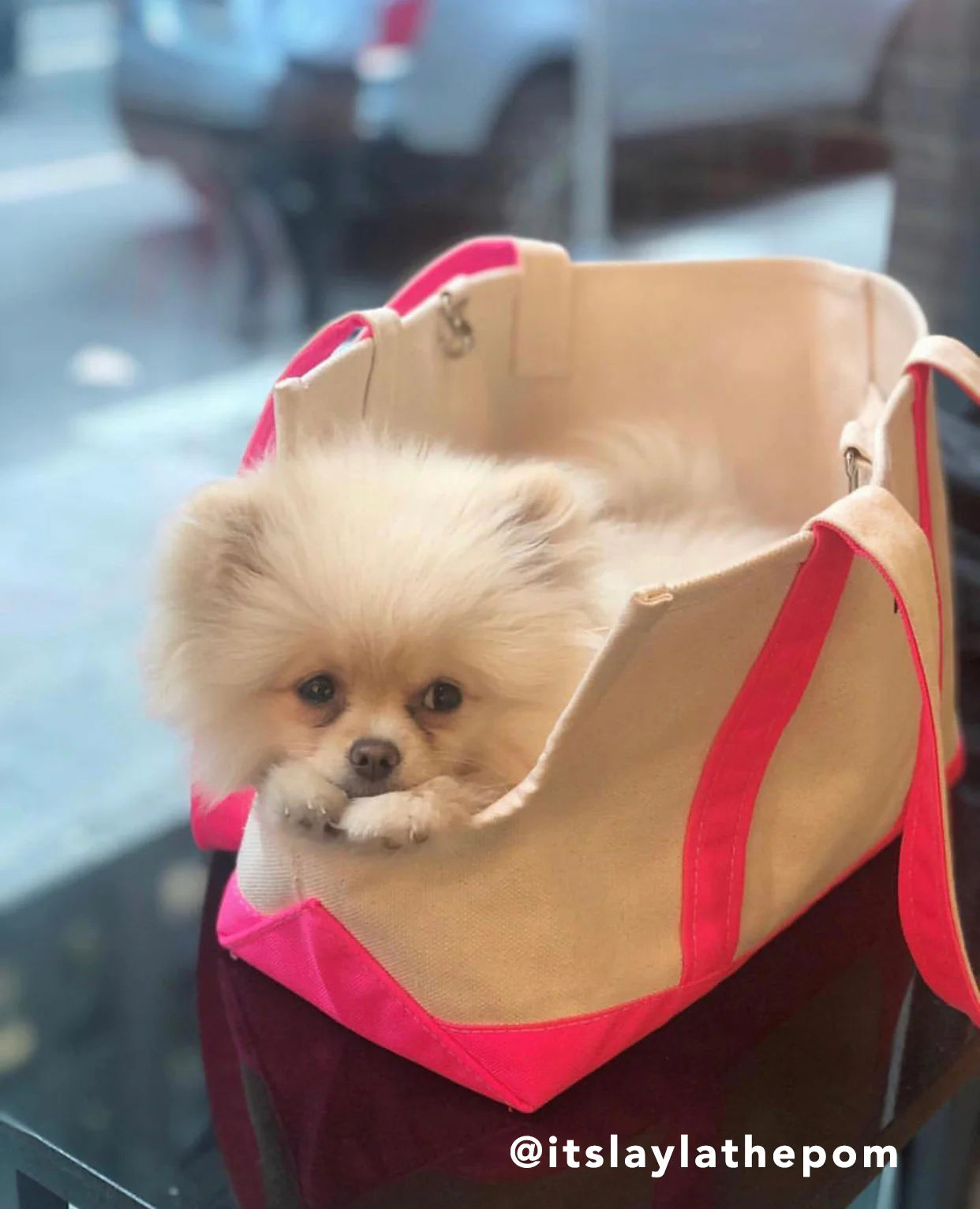 Spring/Summer - Canvas Tote - Open Dog Bag - 5 Color Options