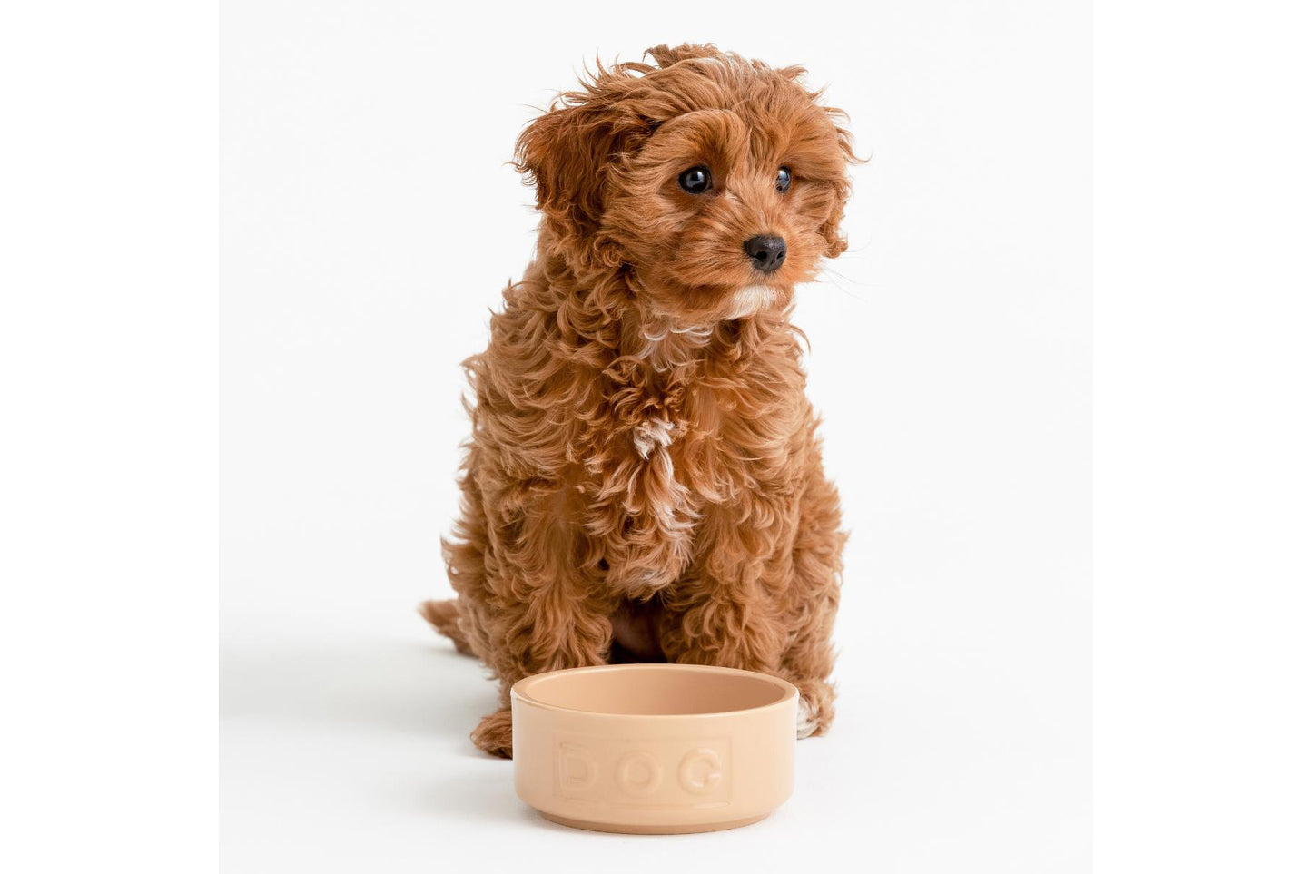Classic Cane Lettered Dog Bowl 5.2", 13.5oz