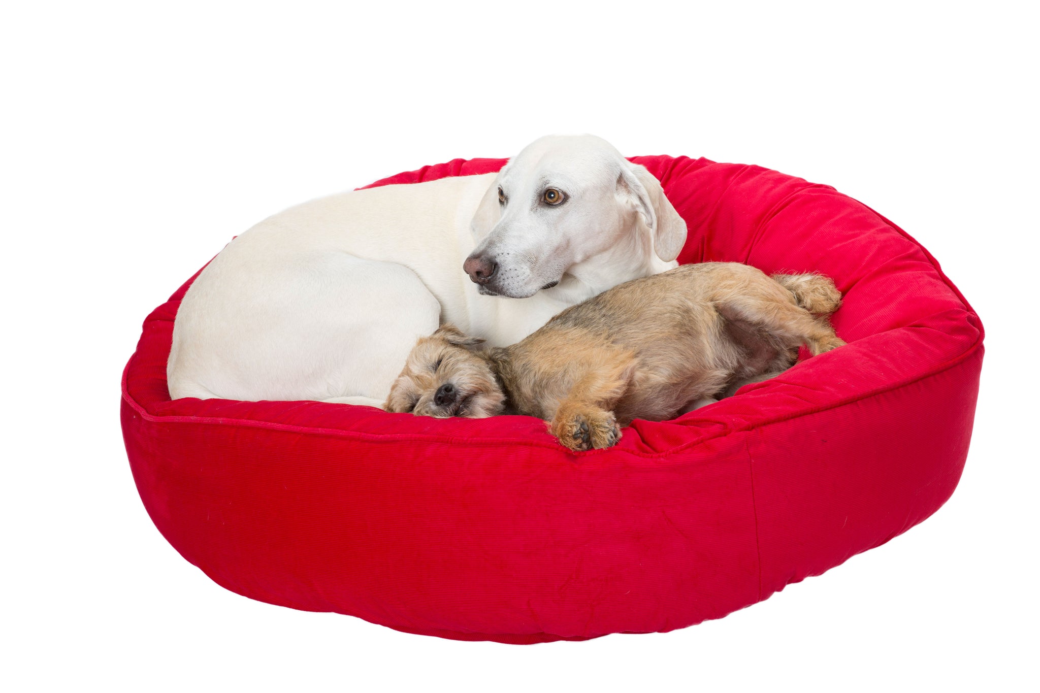 Canine Styles - Corduroy Gray - Corduroy Red - Dog Bed