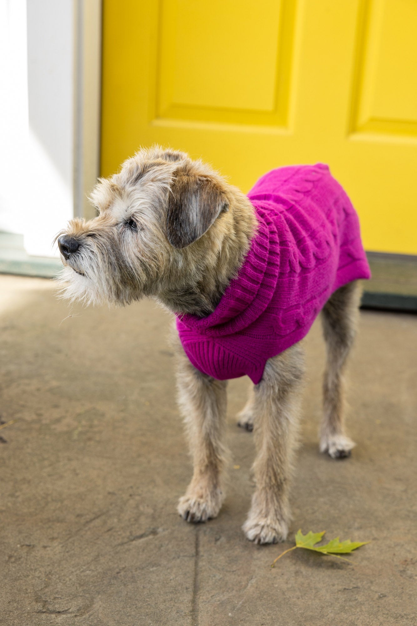 Cashmere Dog Solid Sweater - Lavender, Oatmeal & Fuschia