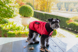 Image showcasing Dog Coat - Barn, Corduroy Dog Coats, 5 Colors | CanineStyles – Canine ...
