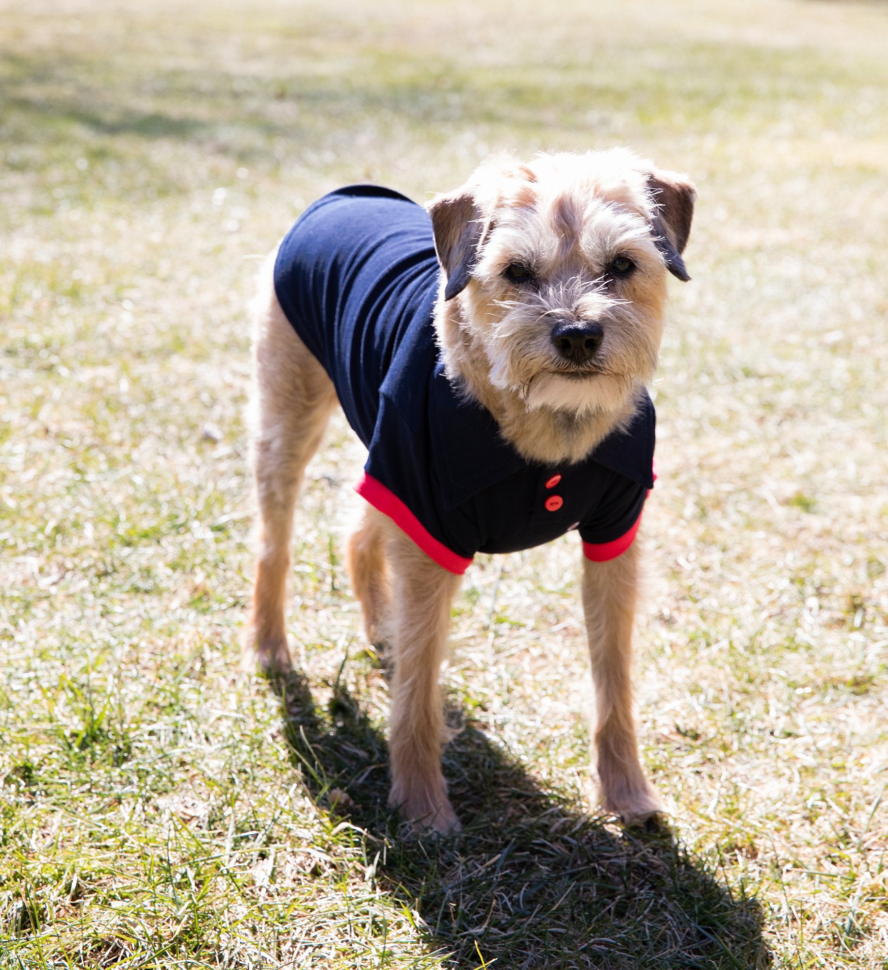 Dog Shirt - Navy w/Red Polo