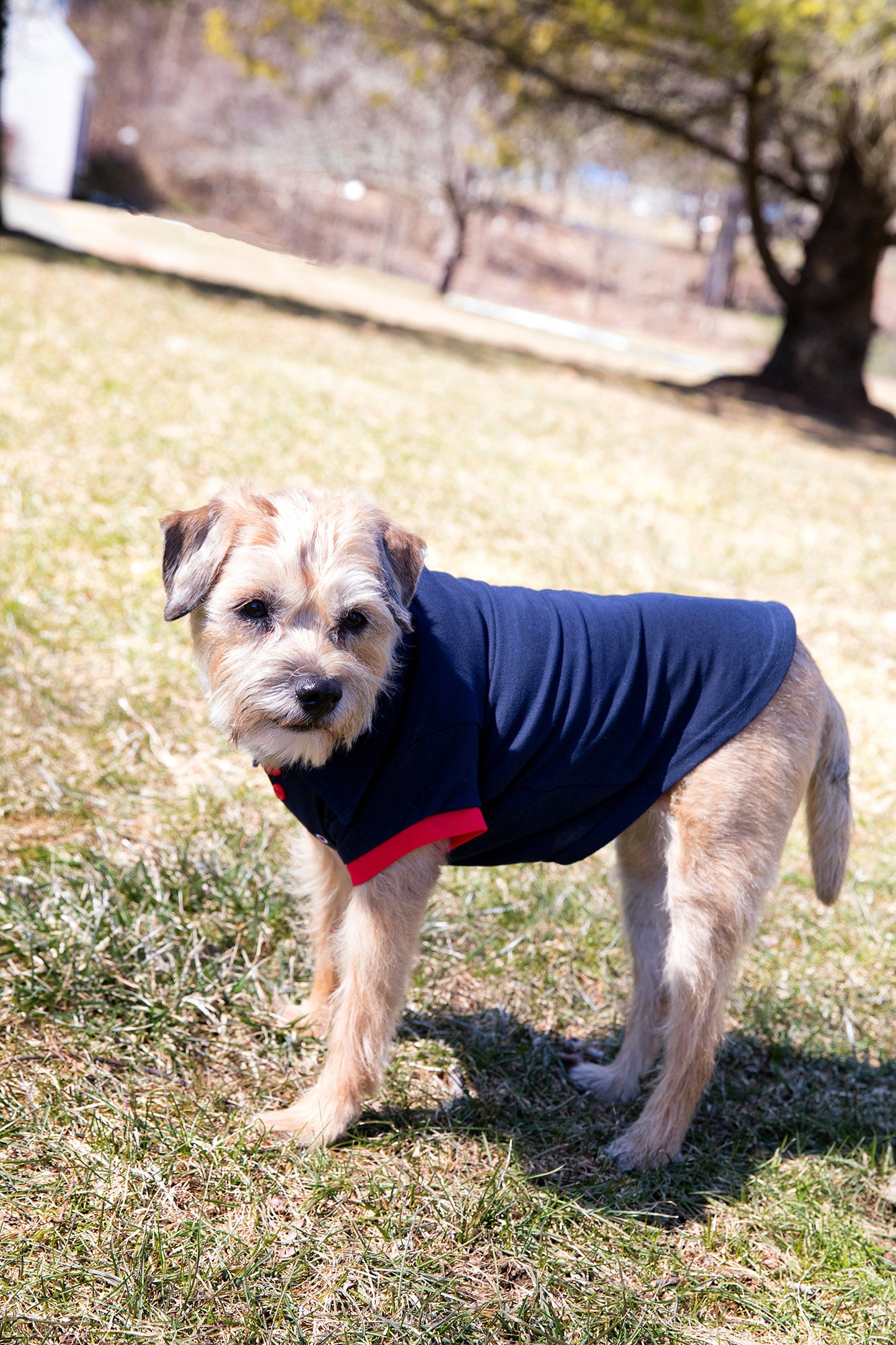 Dog Shirt - Navy w/Red Polo