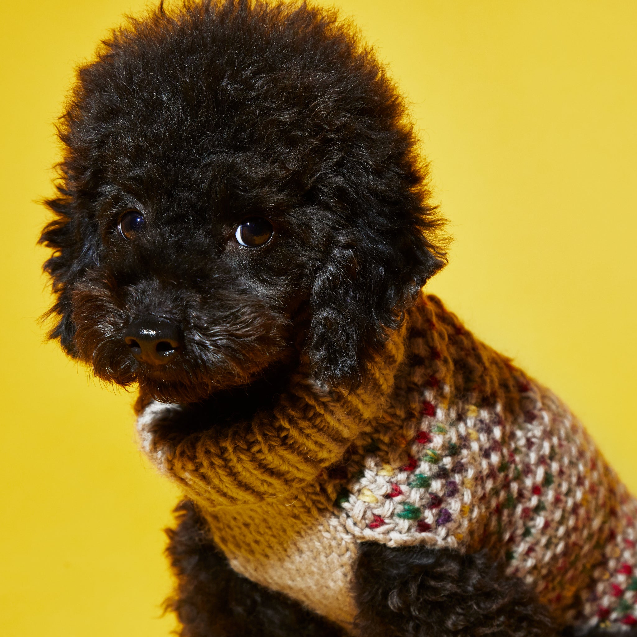 Contrast Stitch Turtleneck | Dog Sweater