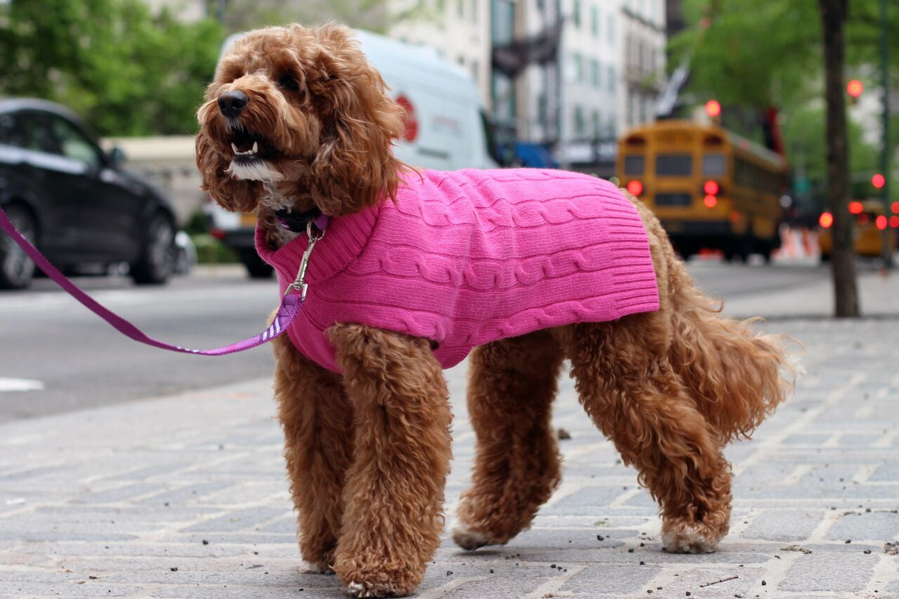 Cashmere Dog Solid Sweater - Hot Pink & Purple