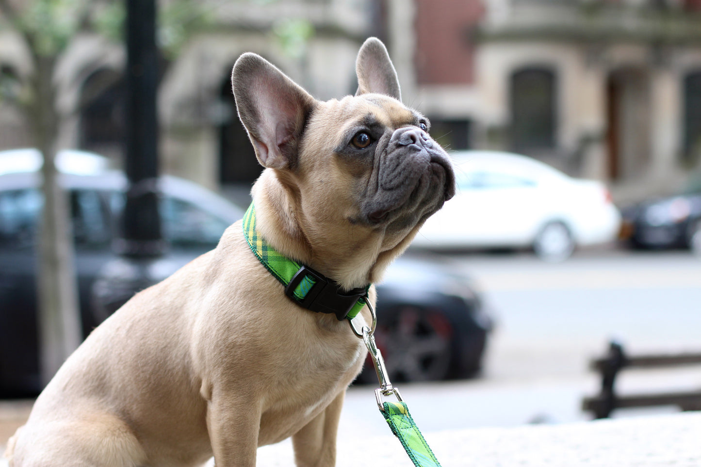 Signature Plaid Collection - Dog Collar, Harnesses, & Leads - Green Plaid