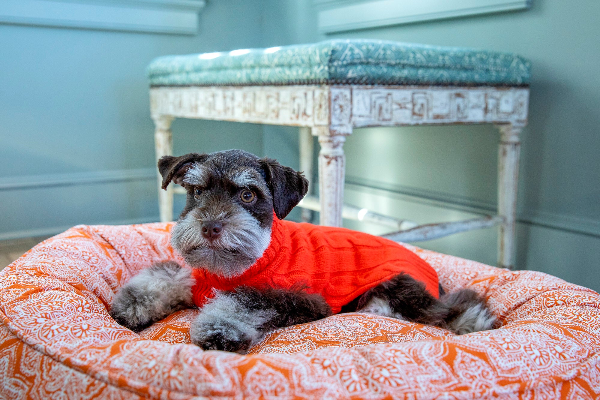 Canine Styles - Cotton Canvas - Curacao Orange - Dog Bed