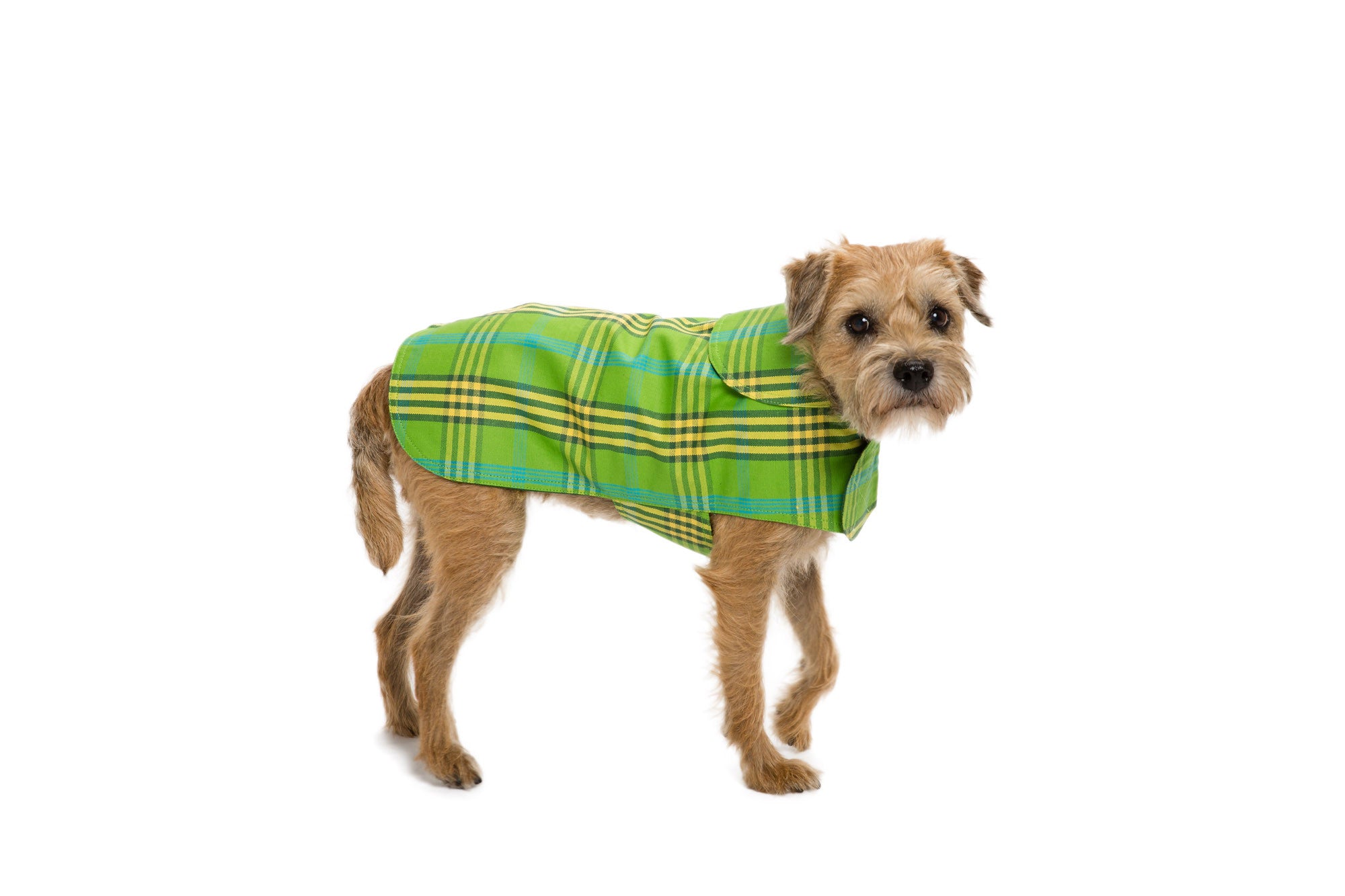 Dog Coat - Raincoat, Waxed Signature Green Plaid